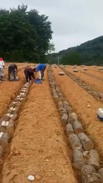 Работа на поле.Южная Корея.Посадка грибов. смотреть онлайн