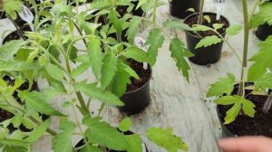 Почему желтеет макушка у рассады.