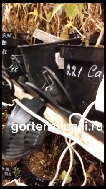 У нас мороз -16. 17.12.24 #огород #садоводство #дача #сад #гор? смотреть онлайн