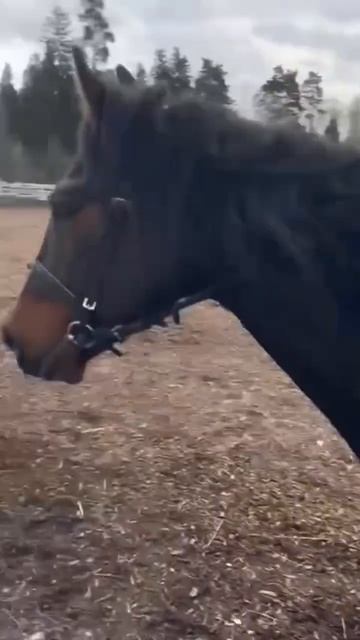 Сегодня ездила смотреть лошадь зовут пух я его возмож? смотреть онлайн