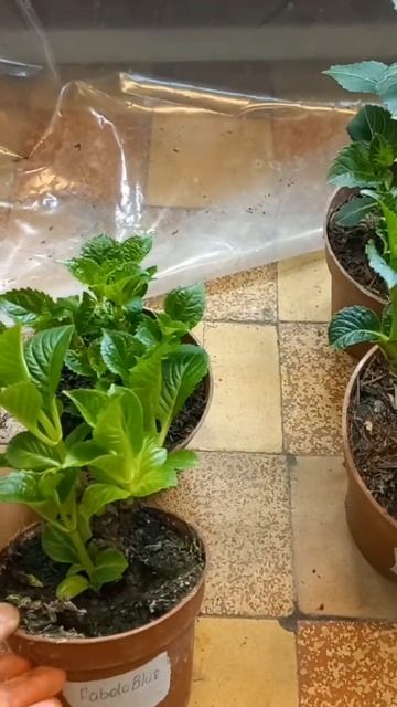 Для Ольги. крупнолистная гортензия смотреть онлайн