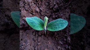 Чем заменить «Корневин» в домашних условиях: народное