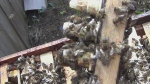 Рискнул с выводом маток (сюжет 14)