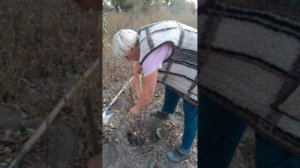 Разделила куст жимолости на два #жимолость #ягоды #саж?