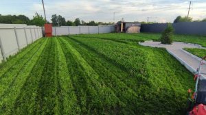 Газон из клевера. результат спустя 2 месяца.