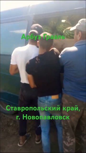 Арбуз Грааль. Новопавловск. КМВ. Ставропольский край. смотреть онлайн