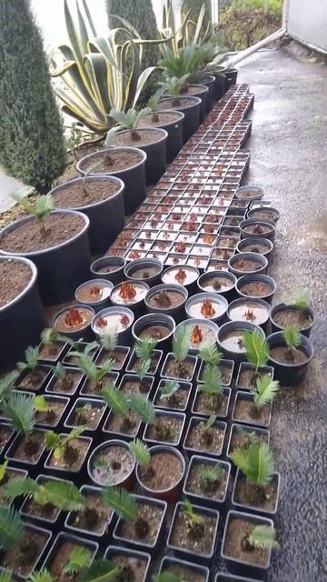 Мои цикасы в Гостевом доме Руслан