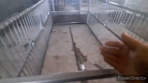 Новый классный сарай для свиней.