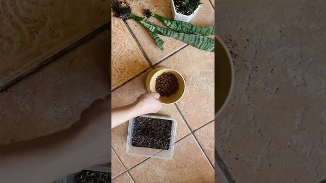 Пересадка #shorts #комнатныецветы #сансевиерия #уходзацв смотреть онлайн