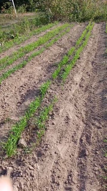 Сидерат РОЖЬ ОЗИМАЯ, есть нюансы применения! смотреть онлайн