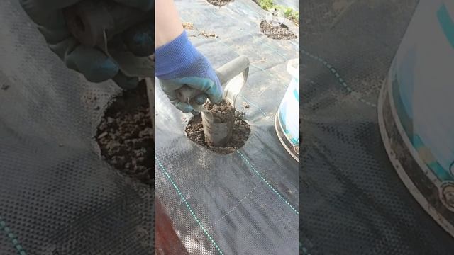 Посадка земляники фриго. смотреть онлайн