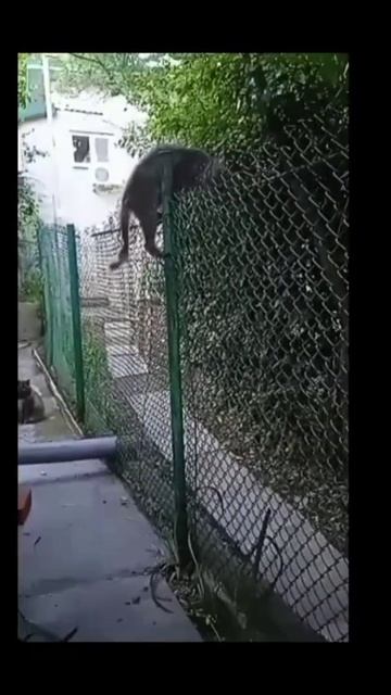 Кот пытается перелезть через забор😂😂😂🤣 смотреть онлайн