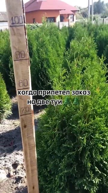 #продажи #туи #смарагд #беларусь #ландшафтныйдизайн #юм смотреть онлайн