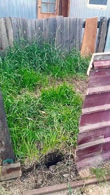 будет курятник смотреть онлайн