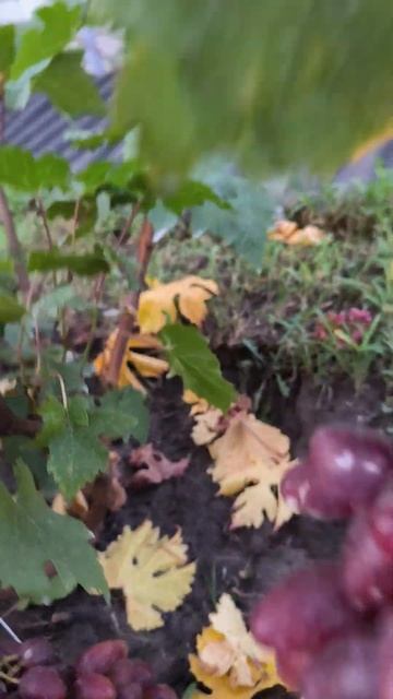 Дубовский Розовый в Воронеже #дача #виноградник #сад #3? смотреть онлайн