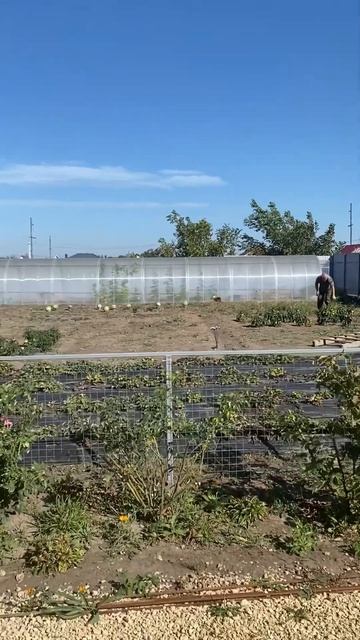 Осенний огород в Анапе. Убираем урожай. Готовим землю ? смотреть онлайн