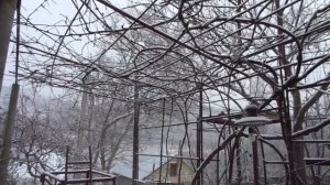 Виноград на беседке НЕ укрывай. Будет УРОЖАЙ.
