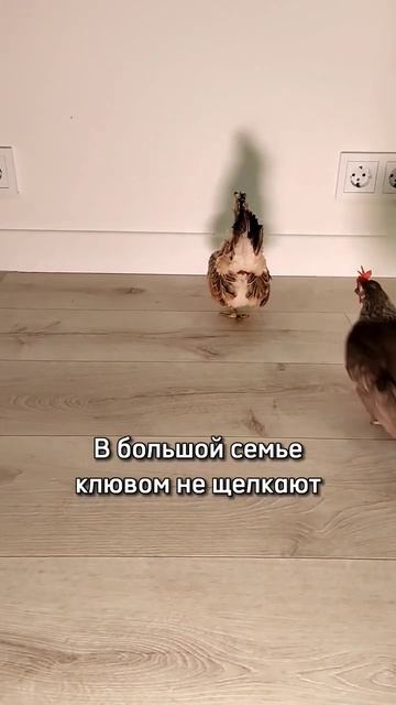 Ежедневные трагедии местного масштаба #домашниеживотные #животные #птицы #шутка #юмор #скетч #мем смотреть онлайн