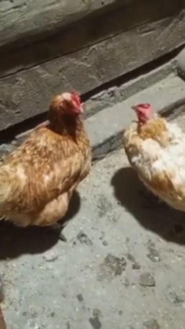 Поймал сплетниц за хвост😁 #куры #деревня#курятник смотреть онлайн