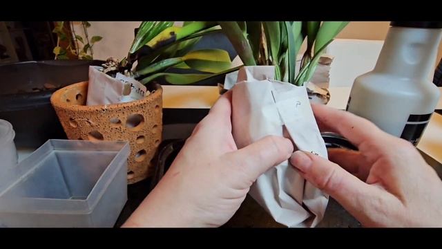 Новые Орхидеи от Ecuagenera и посадка Phragmipedium, Laelia, Cattleya смотреть онлайн