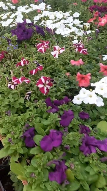 🌺💢🧨💥 #цветы #петуния #новгородскаяобласть #велики? смотреть онлайн