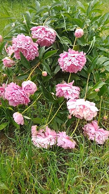 Домашний Сад, Семейное Счастье, Наш Любимый огород, Гу? смотреть онлайн