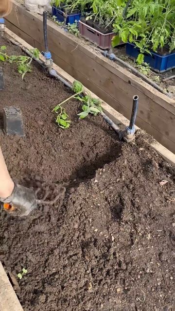 ямку для посадки помидор удобно копать и одновременно смотреть онлайн