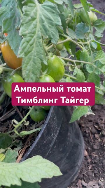 ЗАКАЗАТЬ СЕМЕНА: https://tomatboris.ru/?ysclid=ln76xla4la47180728 смотреть онлайн