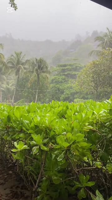 Сейшелы смотреть онлайн