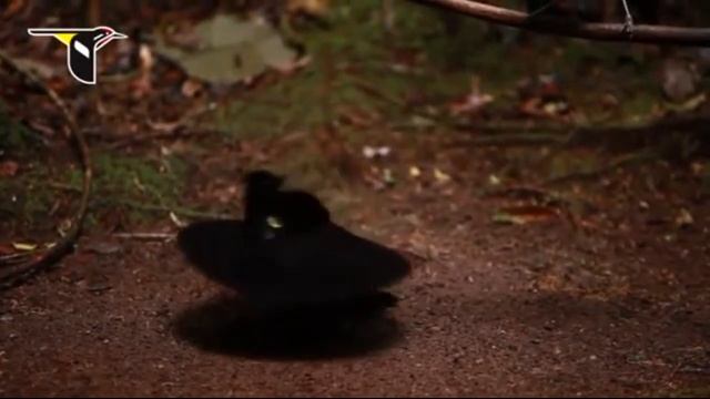 BUGAGA КОУБЫ #2 - Лучшие приколы за январь 2017 смотреть онлайн