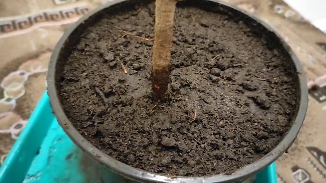 Саженец ели Биалобок.С Валберрис.KSTORE.Вторая часть.Заг? смотреть онлайн