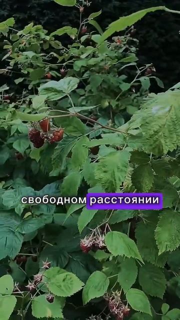 Выращивание малины для продажи смотреть онлайн