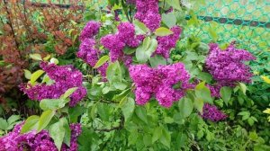 Подкормка сирени