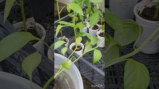 Высаживаю перец в конский перегной и с микоризой для к