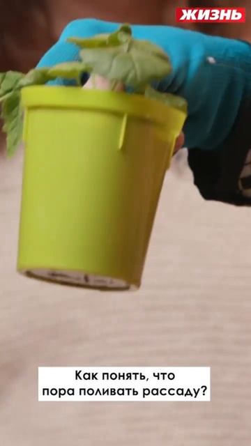 Как понять, что пора поливать рассаду￼ смотреть онлайн