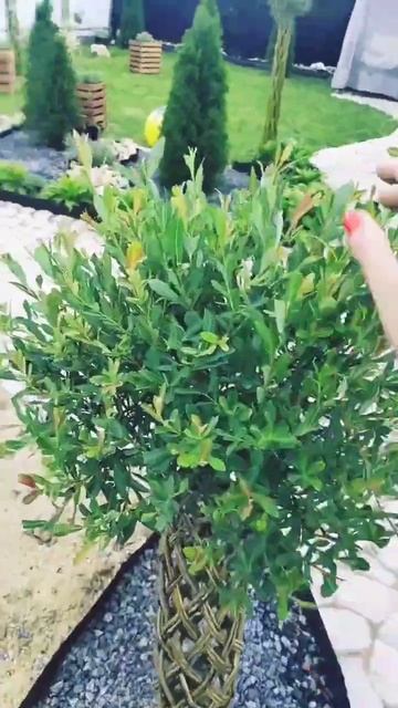 Плетеные ивы #частныйдом #дача #сад #garden #ива смотреть онлайн