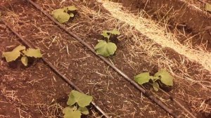 Радифарм и Актара под корень. Развиваем корень, защища