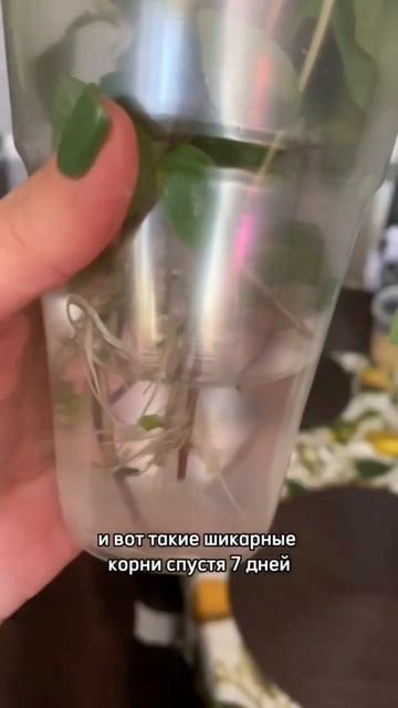 Простой способ укоренения кобеи #дача #цветы #кобея #ук