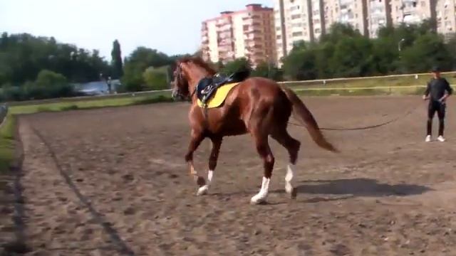 Каберне корда рысь направо.MP4