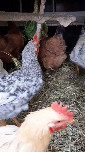 Щипачи капусты! #курынесушки #chick #куры #курятник #капус смотреть онлайн