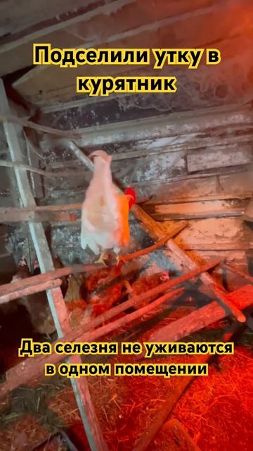 Два селезня не уживаются в одном помещении #утки #селе?