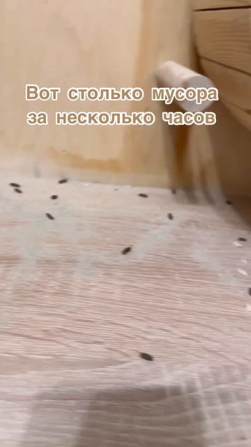 Шиншила-свинка 😅 #шиншилла #chinchilla