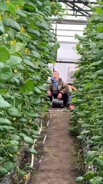 Задумался #огурцы#теплицы#клубника #село#сельскоехозя смотреть онлайн