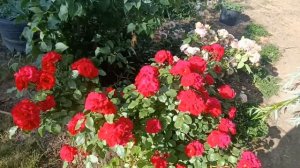 Красная роза Чамплейн