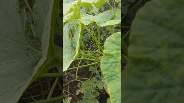 Посадили дыни,арбузы,тыкву все вместе и вот что получи смотреть онлайн