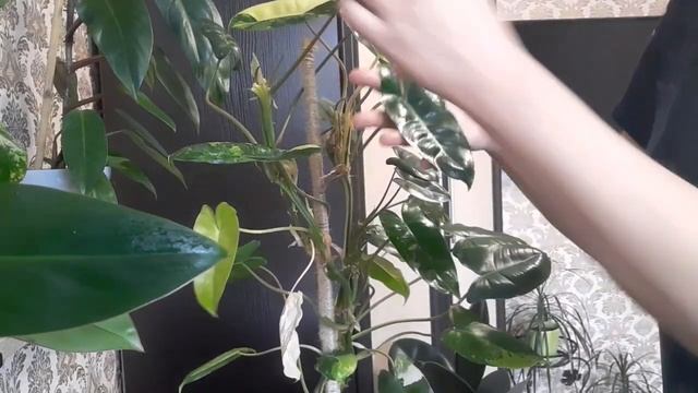 Лимонная кислота для блеска листочков👍🍃🌿🌱#растен смотреть онлайн
