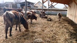 ОТКОРМ БЫЧКОВ. БЕЗПРИВЯЗНОЕ СОДЕРЖАНИЕ КРС.