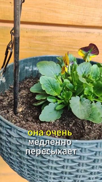 Во что посадить виолы, петунии и другие цветы. На что в? смотреть онлайн