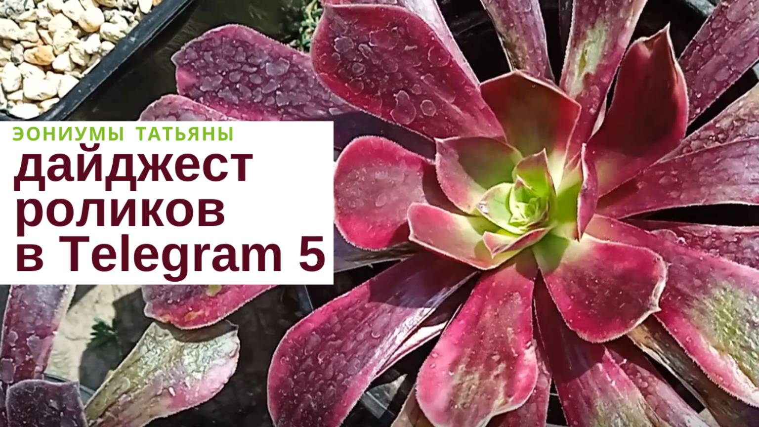 #187 Обзор моей коллекции эониумов. Часть 5