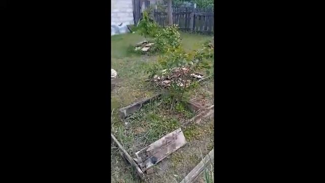 Марафон плодородия. Деревья стояли три года, но от БАРМАТУХИ ожили. №17/24 смотреть онлайн